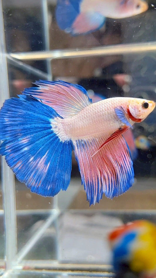 HALFMOON BLUE PINK RIM FLAMINGGO BETTA FISH