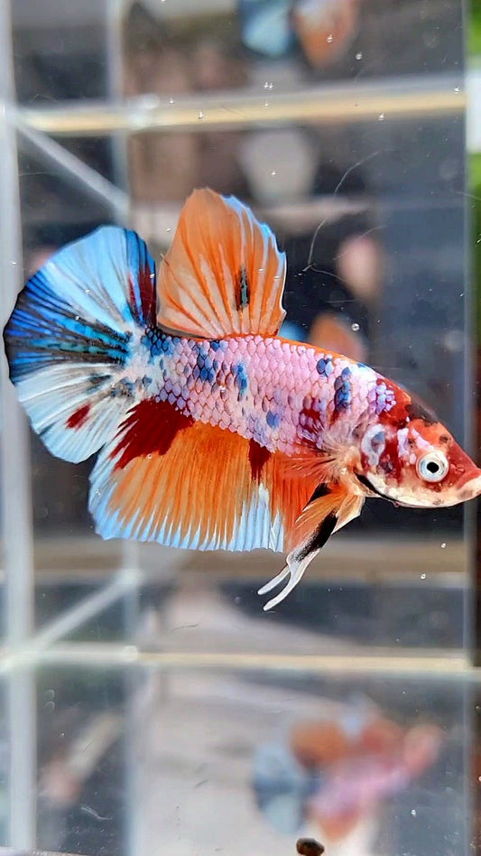 PLAKAT ORANGE FANCY CANDY MULTICOLOR BETTA FISH