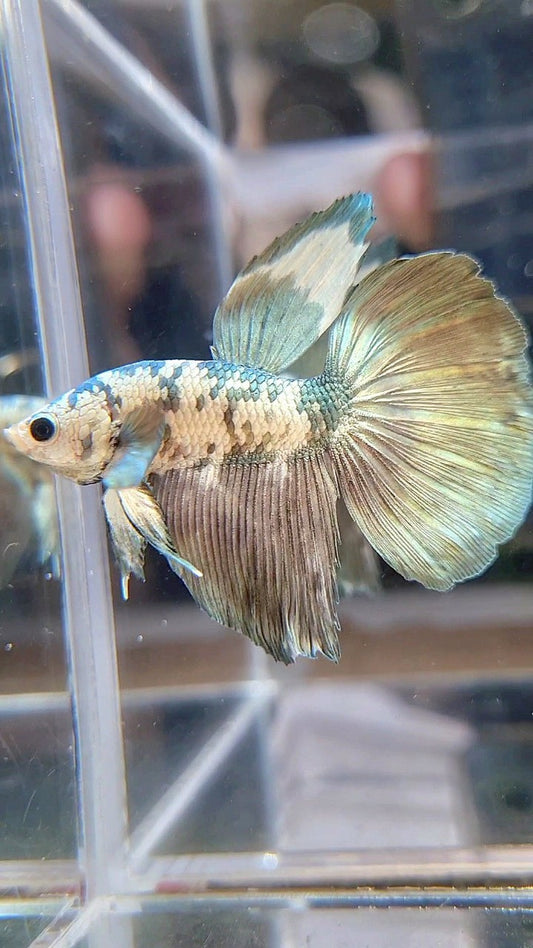 HALFMOON SUPER DOTS COPPER WHITE MARBLE BETTA FISH