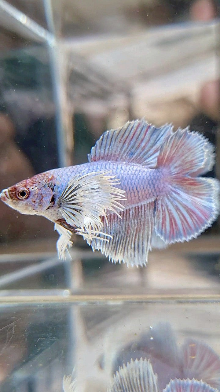 FEMALE HALFMOON DUMBO EAR DOUBLE TAIL PURPLE VIOLET BETTA FISH
