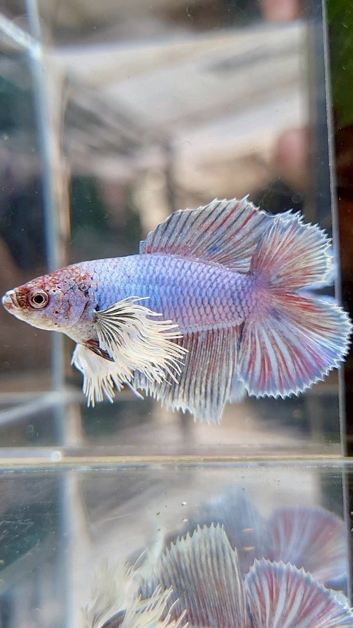 FEMALE HALFMOON DUMBO EAR DOUBLE TAIL PURPLE VIOLET BETTA FISH