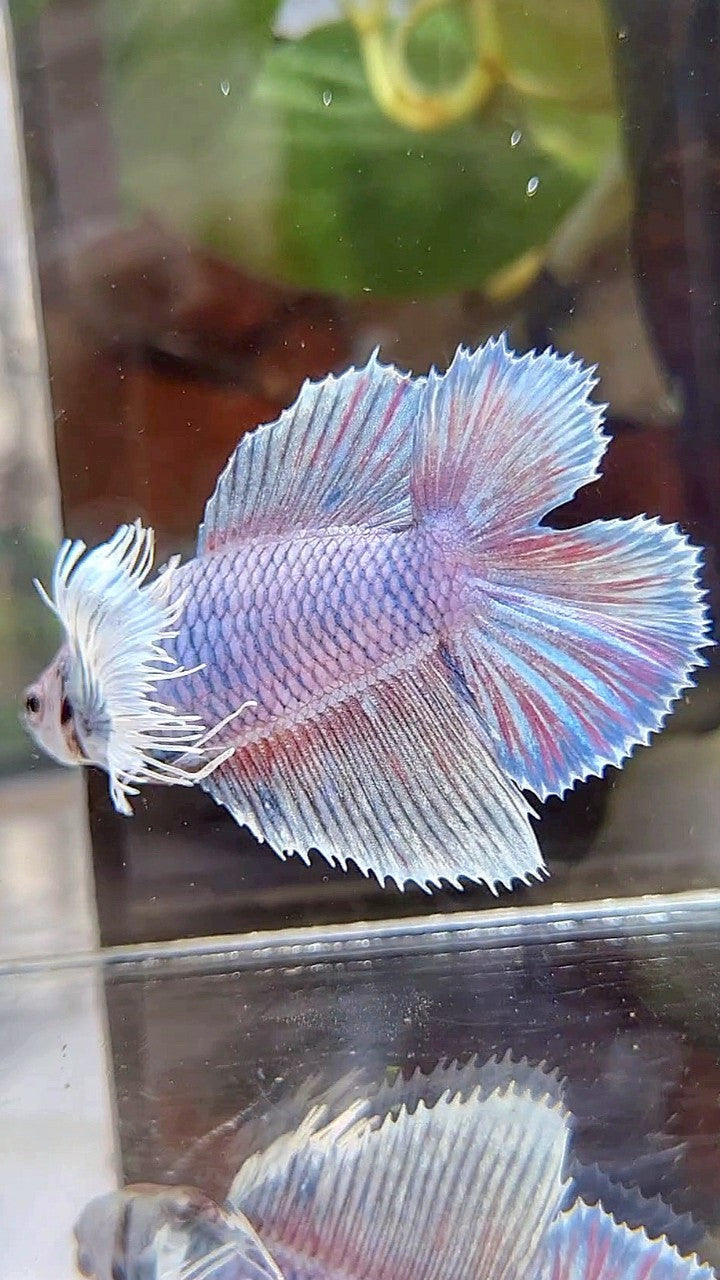 FEMALE HALFMOON DUMBO EAR DOUBLE TAIL PURPLE VIOLET BETTA FISH