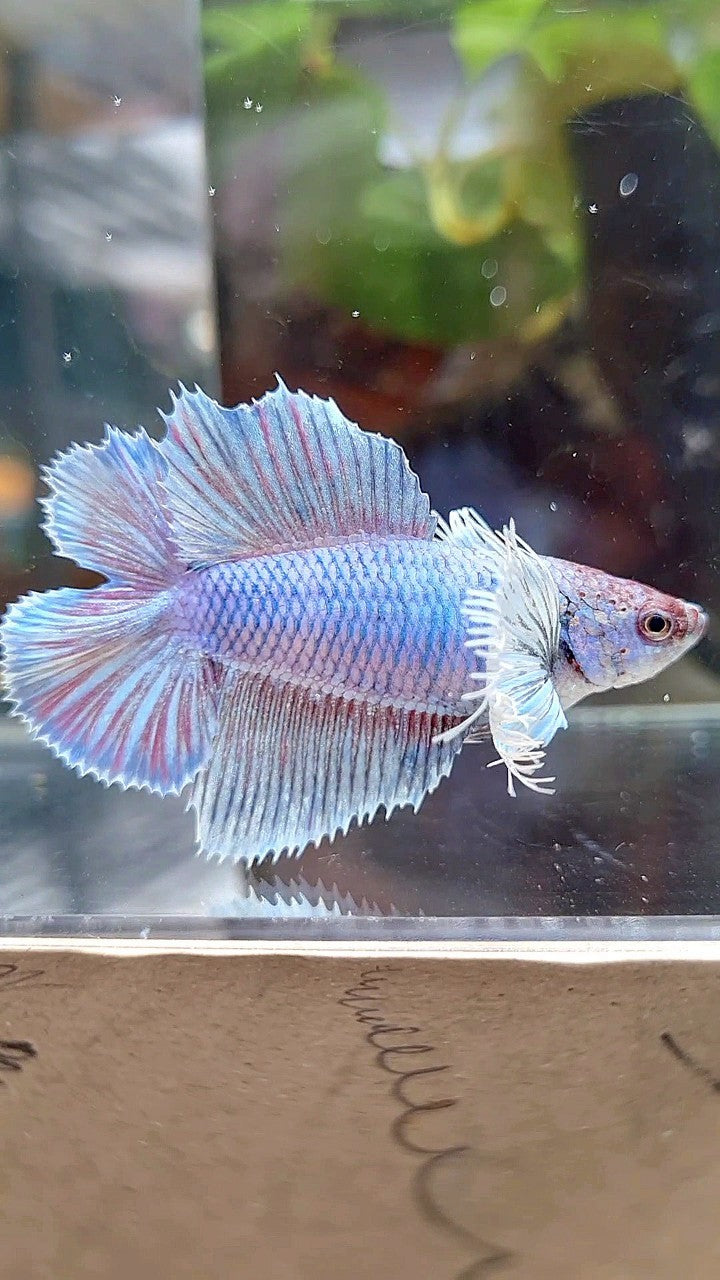 FEMALE HALFMOON DUMBO EAR DOUBLE TAIL PURPLE VIOLET BETTA FISH