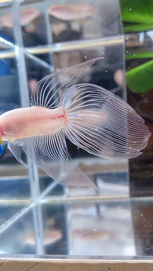 VEILTAIL TRANSPARENT CELLOPHANE BETTA FISH