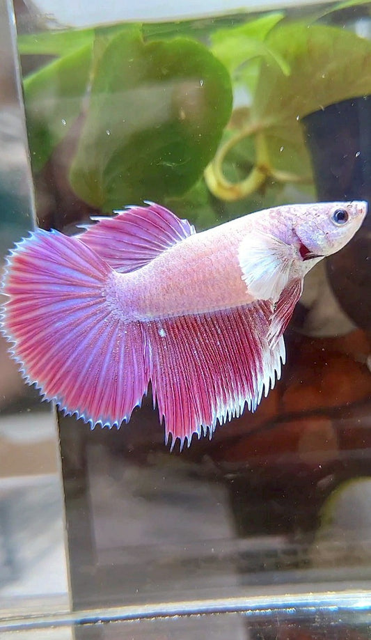 FEMALE HALFMOON DUMBO EAR CROWNTAIL PINK UNICORN PURPLE BETTA FISH