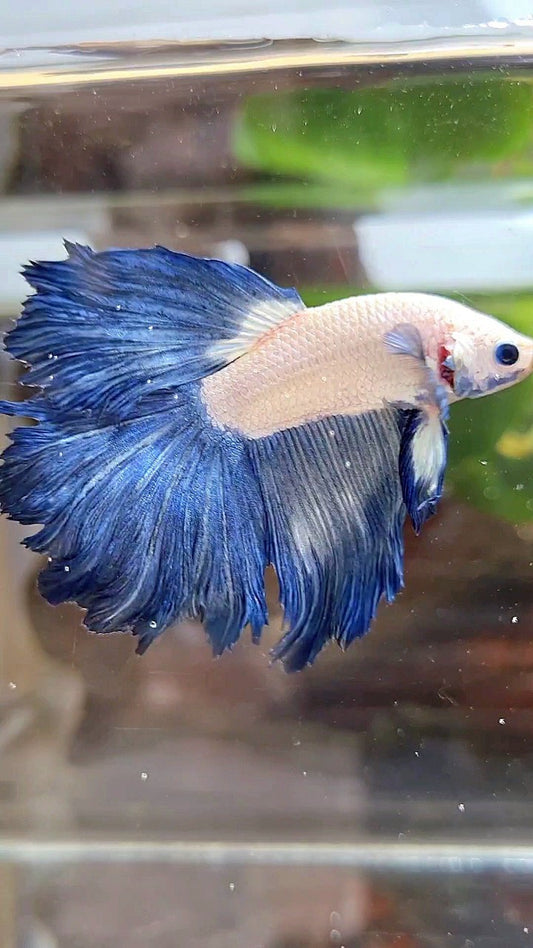HALFMOON ROSETAIL BLUE RIM BICOLOR BETTA FISH