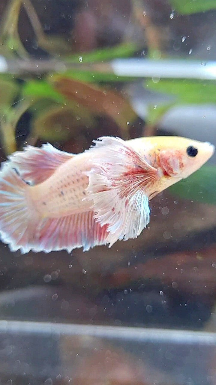 FEMALE PLAKAT SUPER DUMBO EAR VIOLET BETTA FISH