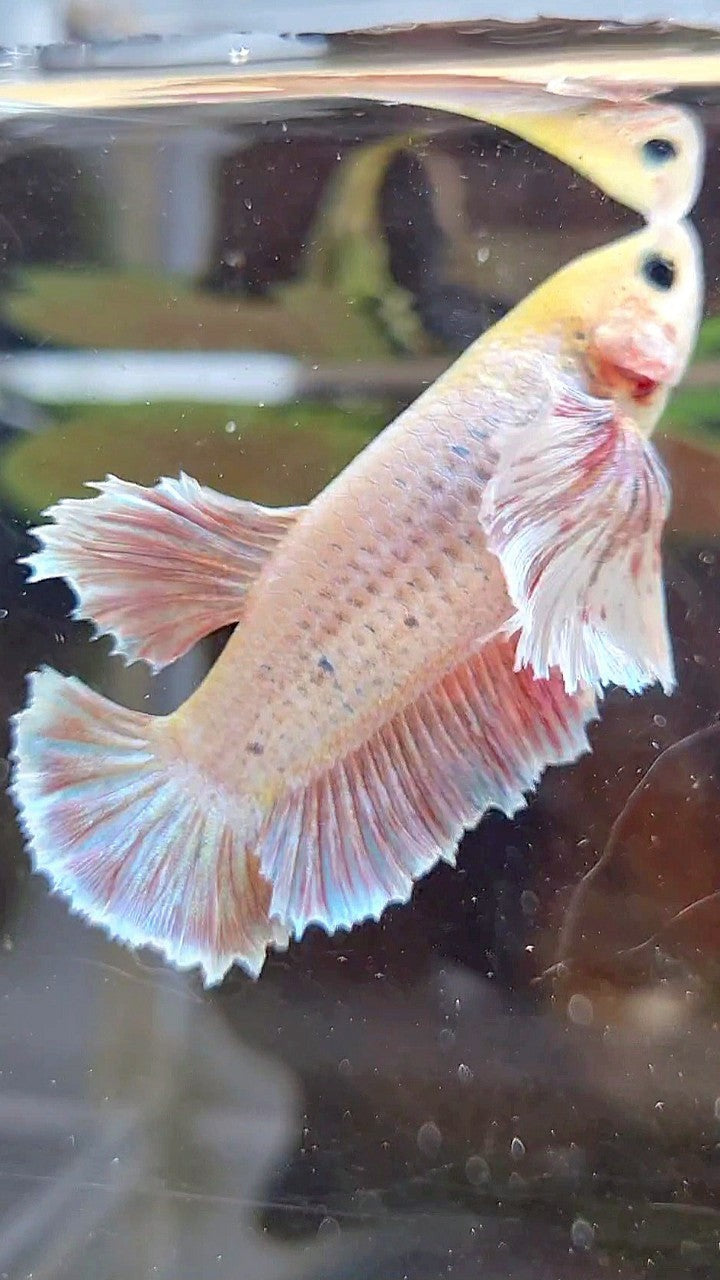 FEMALE PLAKAT SUPER DUMBO EAR VIOLET BETTA FISH