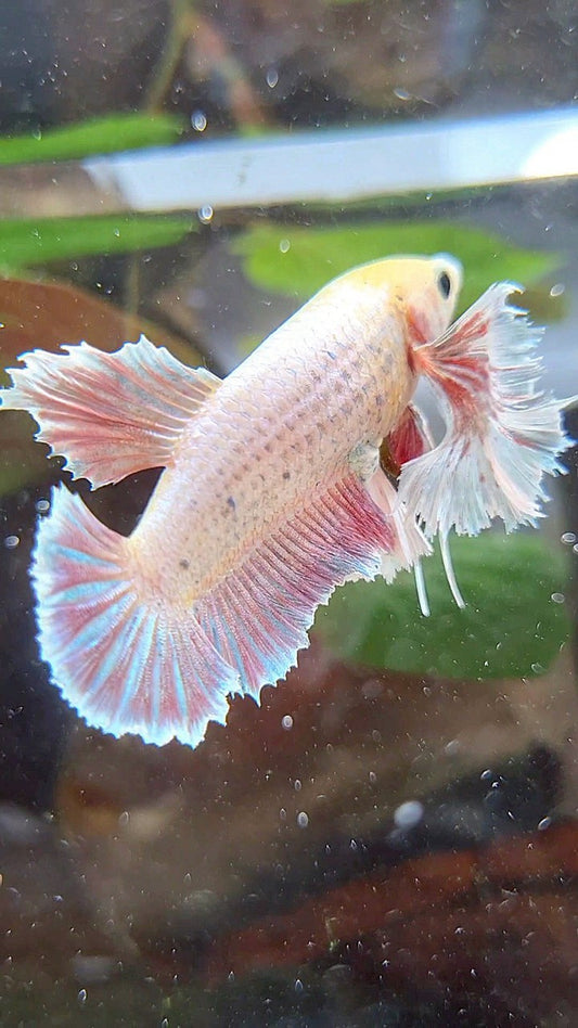 FEMALE PLAKAT SUPER DUMBO EAR VIOLET BETTA FISH