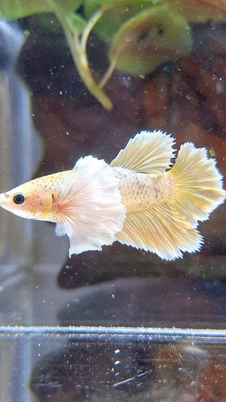 FEMALE HALFMOON SUPER DUMBO EAR ROSETAIL GOLD BETTA FISH