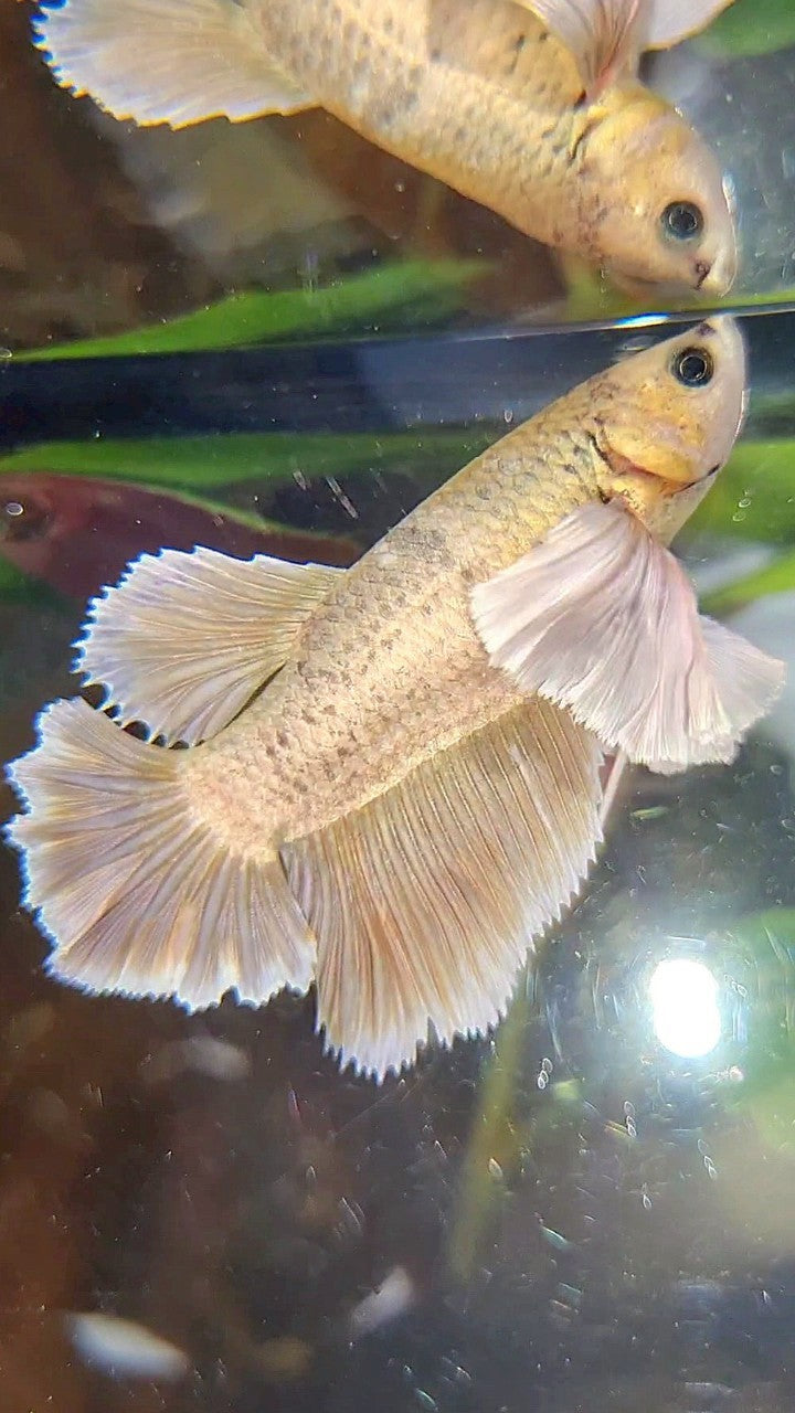 FEMALE HALFMOON SUPER DUMBO EAR ROSETAIL GOLD BETTA FISH