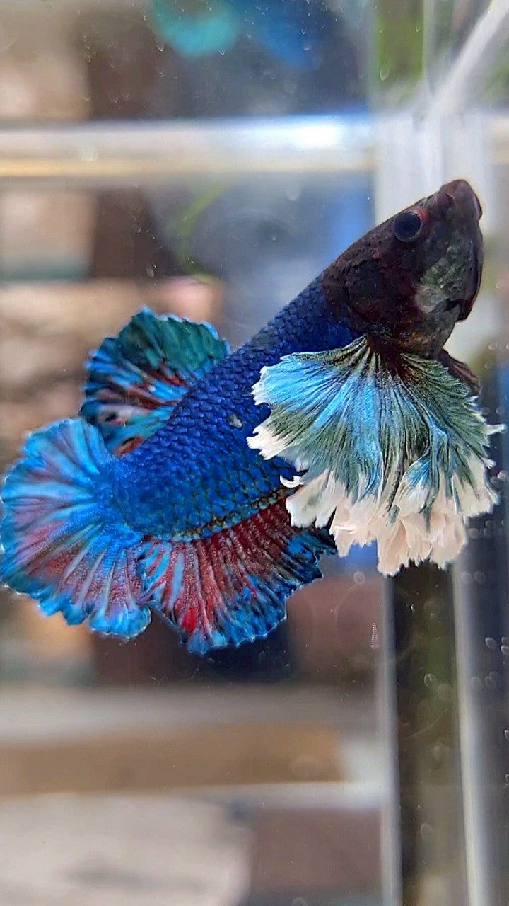PLAKAT SUPER DUMBO EAR BLUE GREEN TURQUOISE BETTA FISH