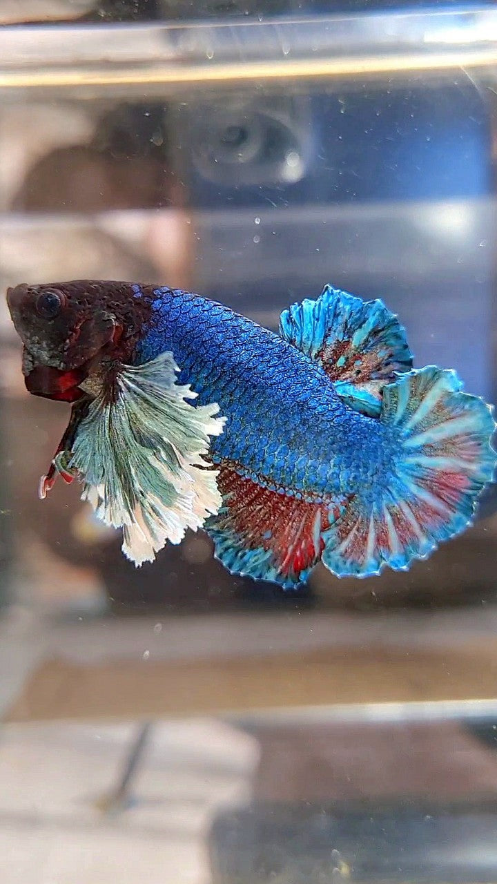 PLAKAT SUPER DUMBO EAR BLUE GREEN TURQUOISE BETTA FISH