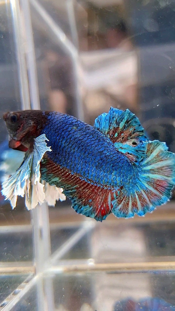 PLAKAT SUPER DUMBO EAR BLUE GREEN TURQUOISE BETTA FISH