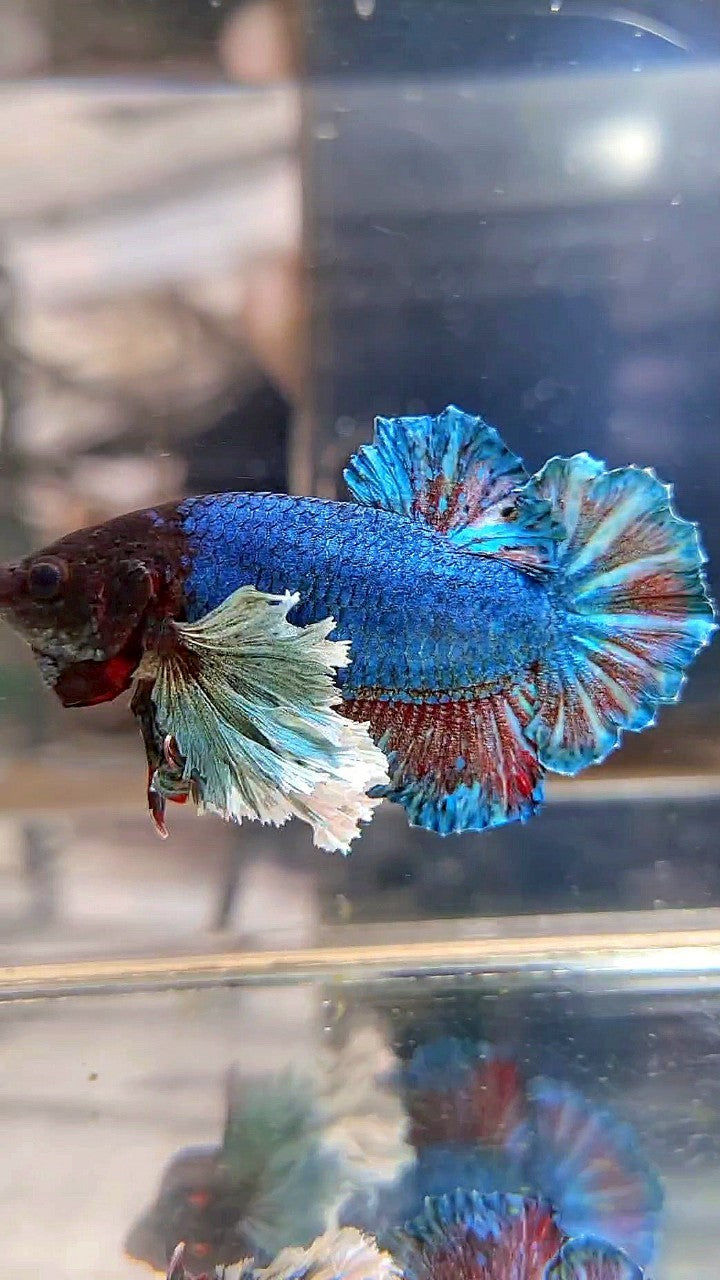 PLAKAT SUPER DUMBO EAR BLUE GREEN TURQUOISE BETTA FISH