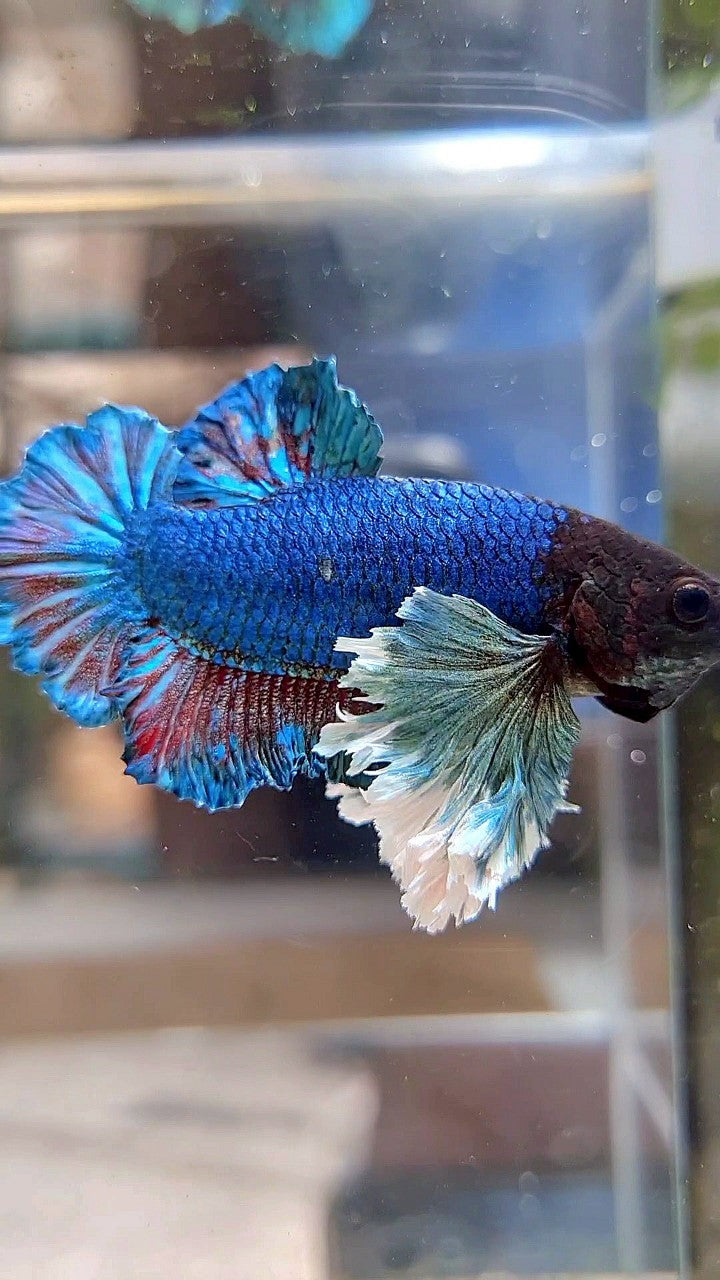 PLAKAT SUPER DUMBO EAR BLUE GREEN TURQUOISE BETTA FISH