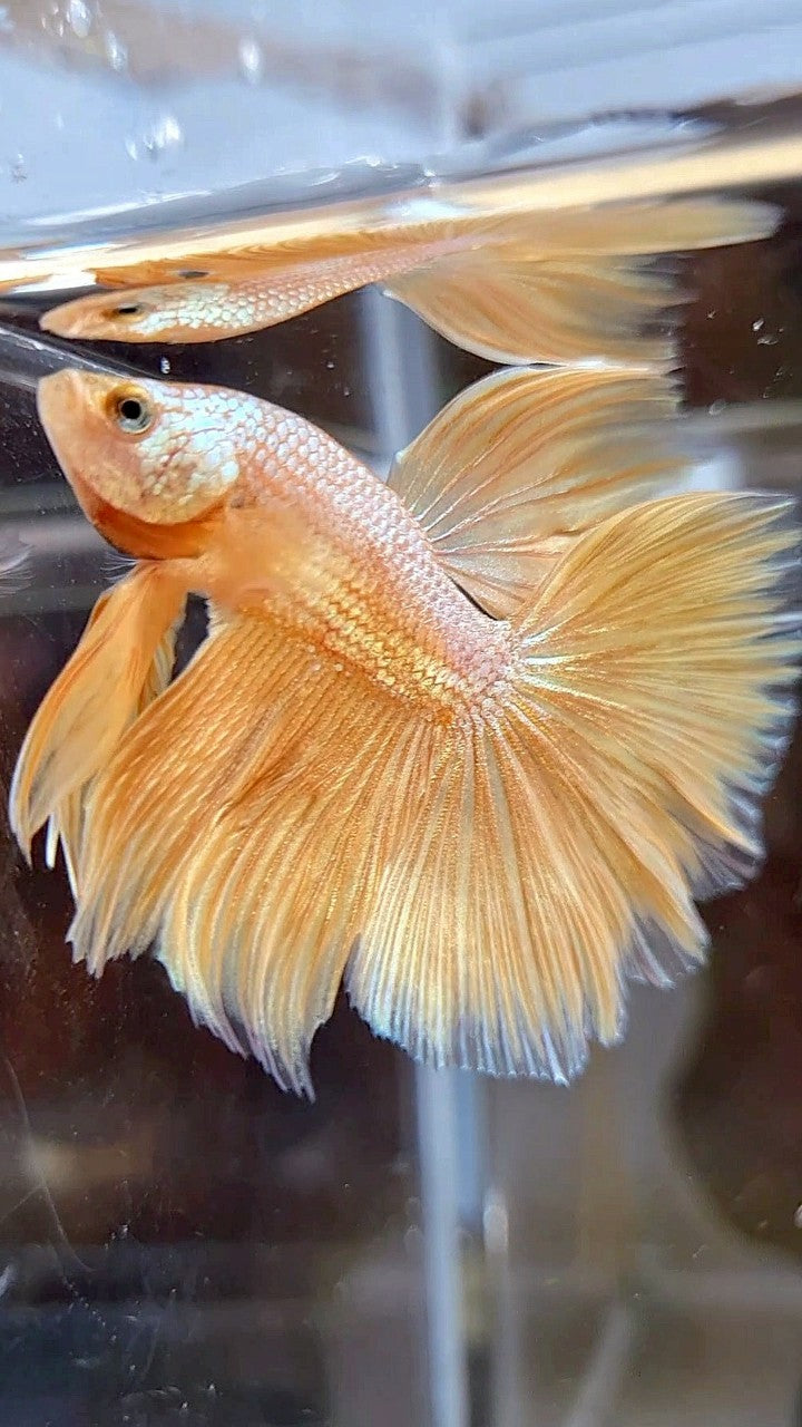 HALFMOON ROSETAIL SUPER GOLD BETTA FISH