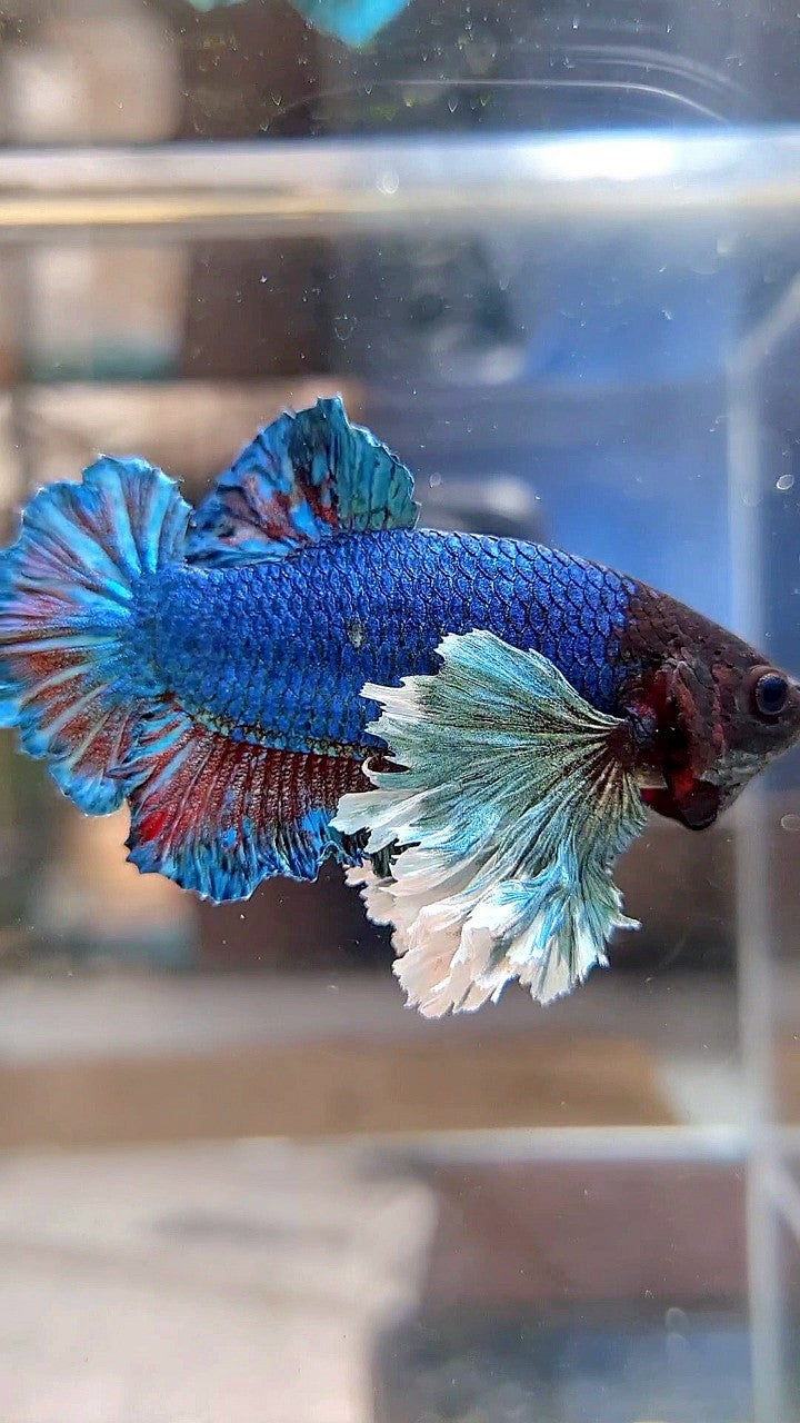 PLAKAT SUPER DUMBO EAR BLUE GREEN TURQUOISE BETTA FISH