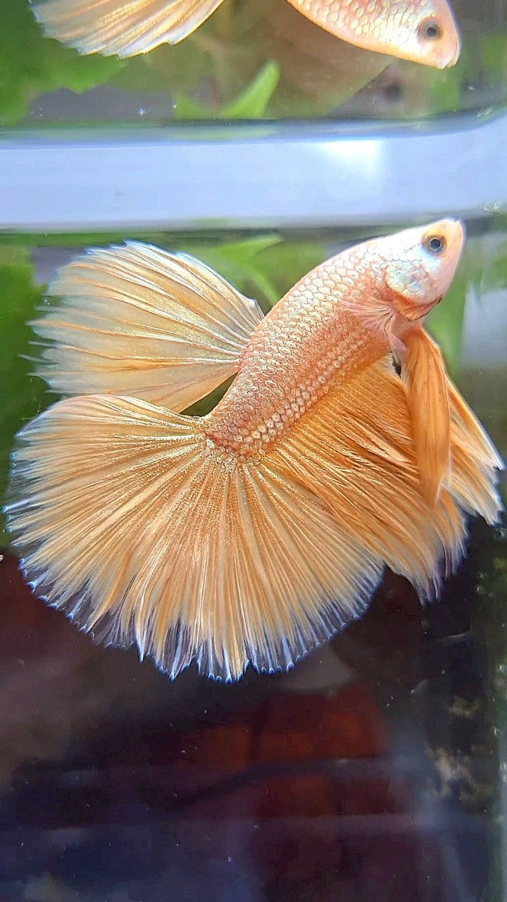 HALFMOON ROSETAIL SUPER GOLD BETTA FISH