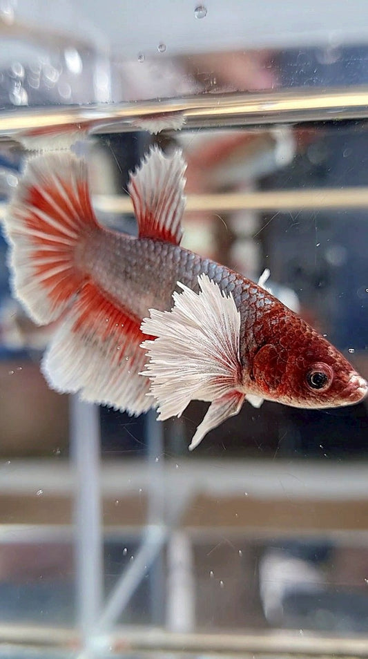 FEMALE HALFMOON DUMBO EAR COPPER RED BETTA FISH