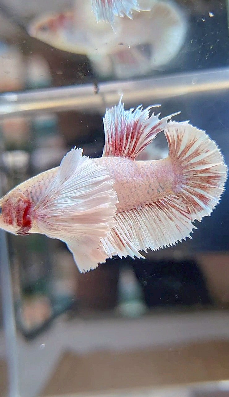 FEMALE HMPK SUPER DUMBO EAR WHITE BETTA FISH