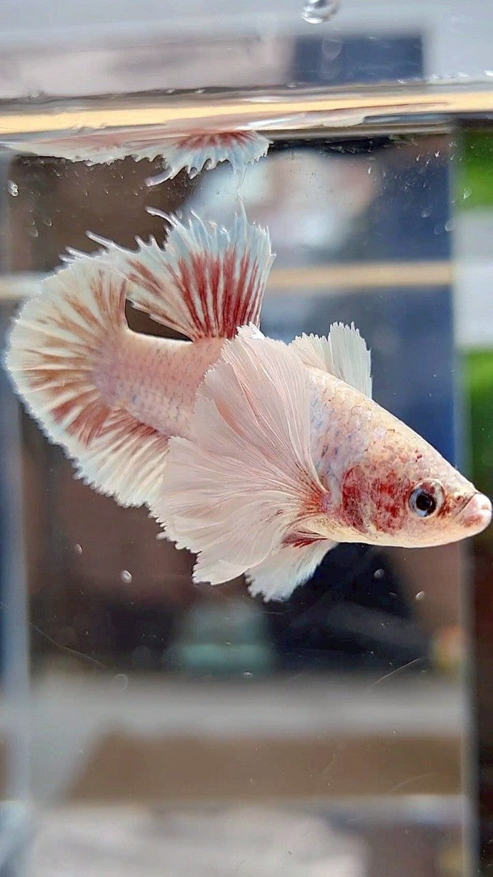 FEMALE HMPK SUPER DUMBO EAR WHITE BETTA FISH