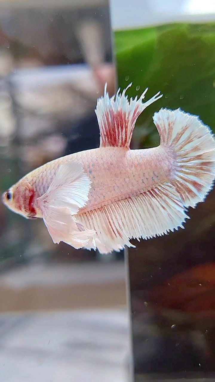 FEMALE HMPK SUPER DUMBO EAR WHITE BETTA FISH