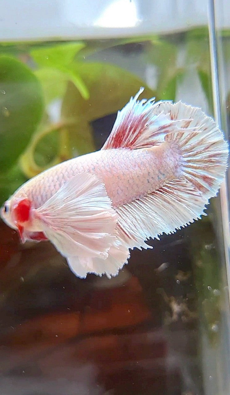 FEMALE HMPK SUPER DUMBO EAR WHITE BETTA FISH
