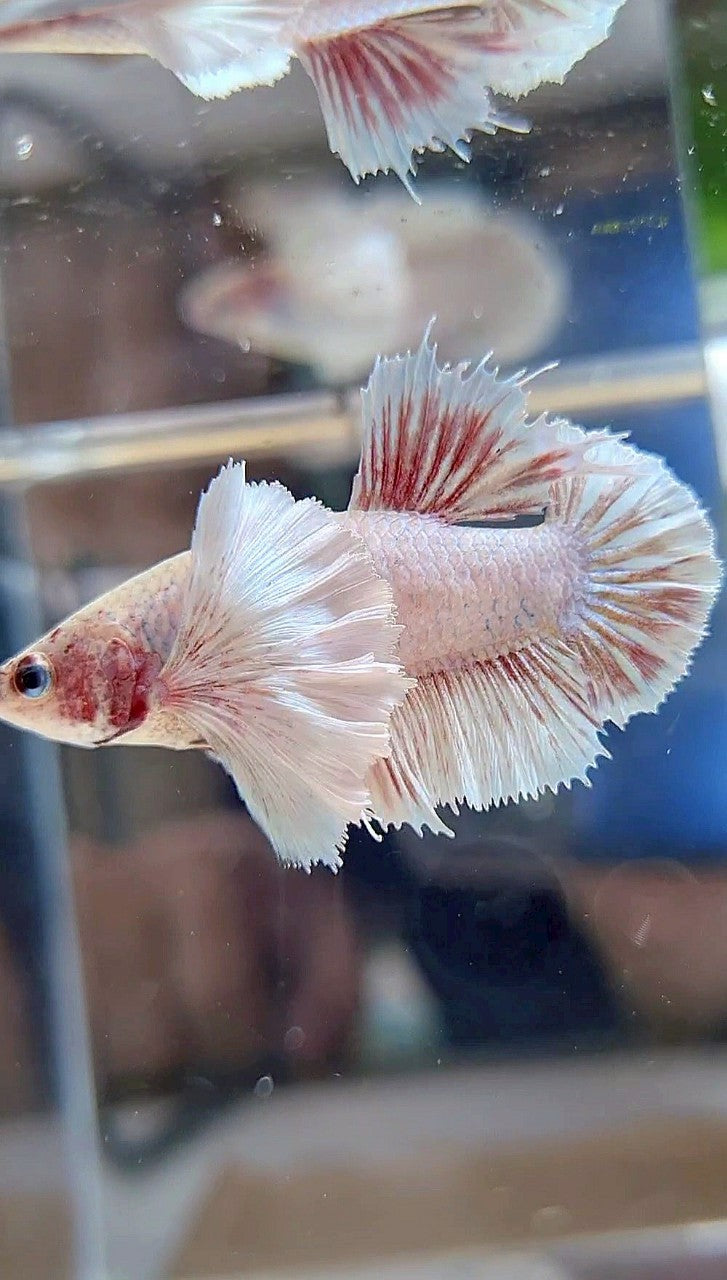 FEMALE HMPK SUPER DUMBO EAR WHITE BETTA FISH
