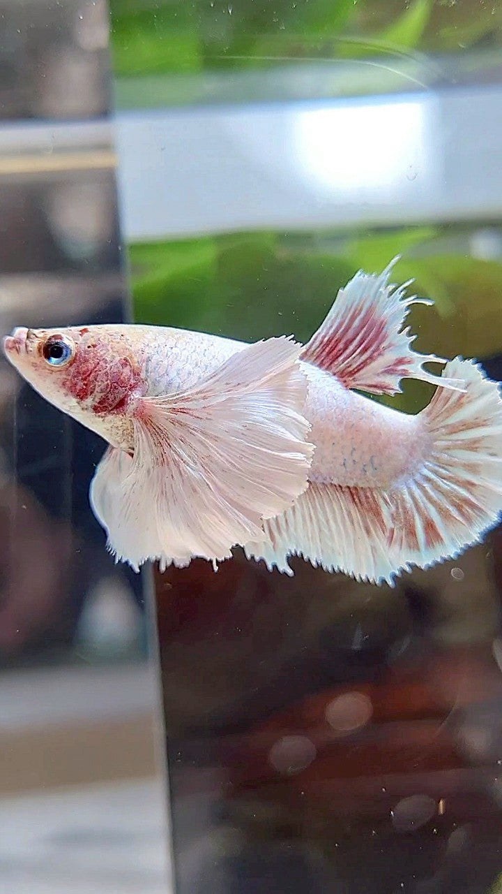 FEMALE HMPK SUPER DUMBO EAR WHITE BETTA FISH