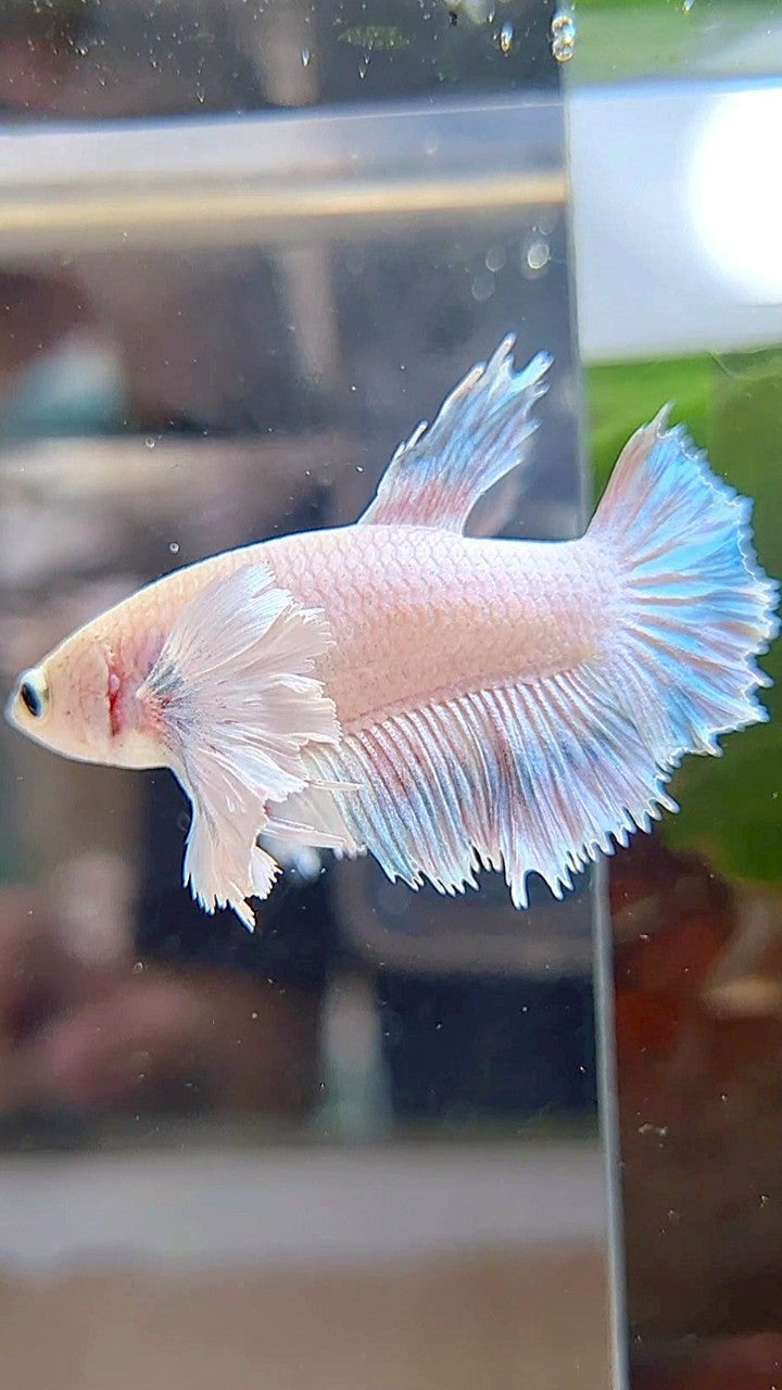 FEMALE HALFMOON SUPER DUMBO EAR WHITE GREY BETTA FISH