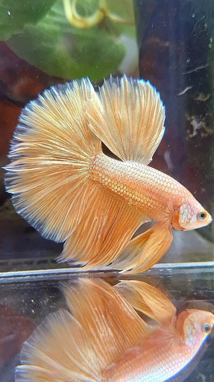 HALFMOON ROSETAIL SUPER GOLD BETTA FISH