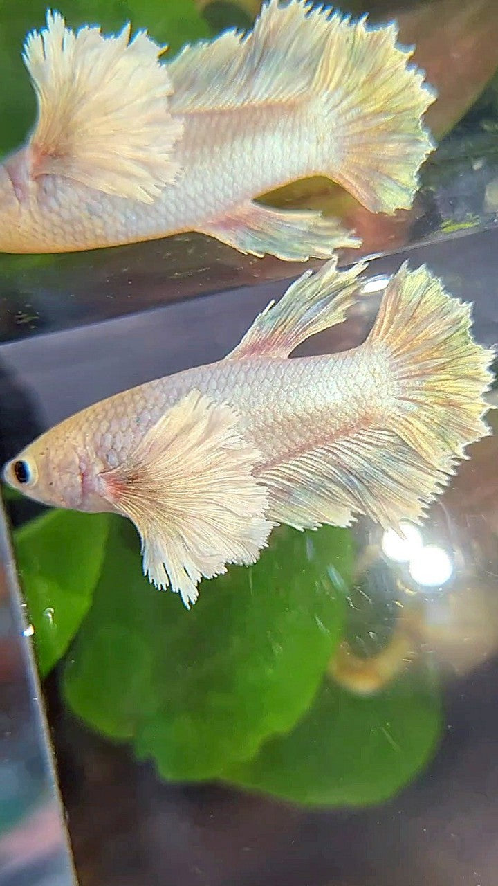 FEMALE HALFMOON SUPER DUMBO EAR WHITE GREY BETTA FISH
