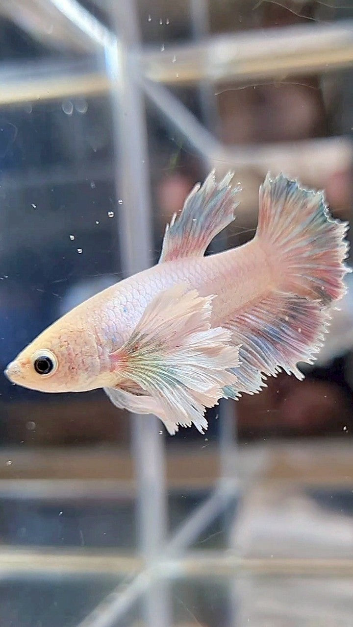 FEMALE HALFMOON SUPER DUMBO EAR WHITE GREY BETTA FISH