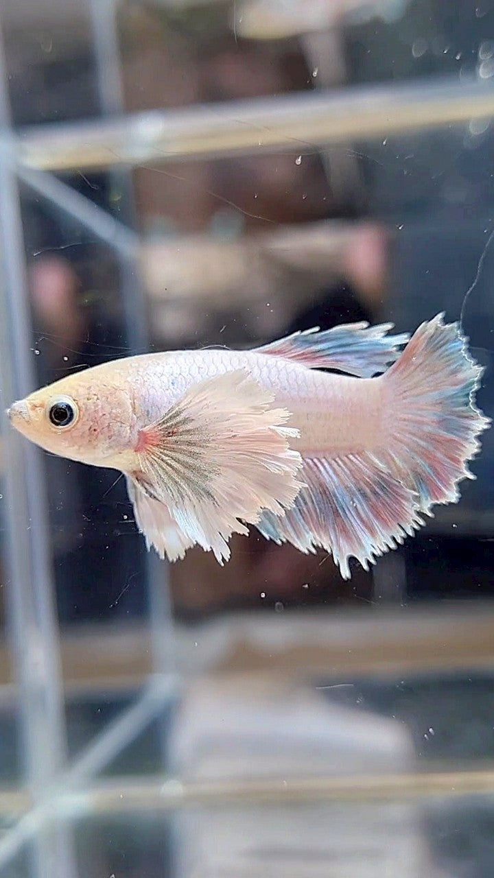 FEMALE HALFMOON SUPER DUMBO EAR WHITE GREY BETTA FISH