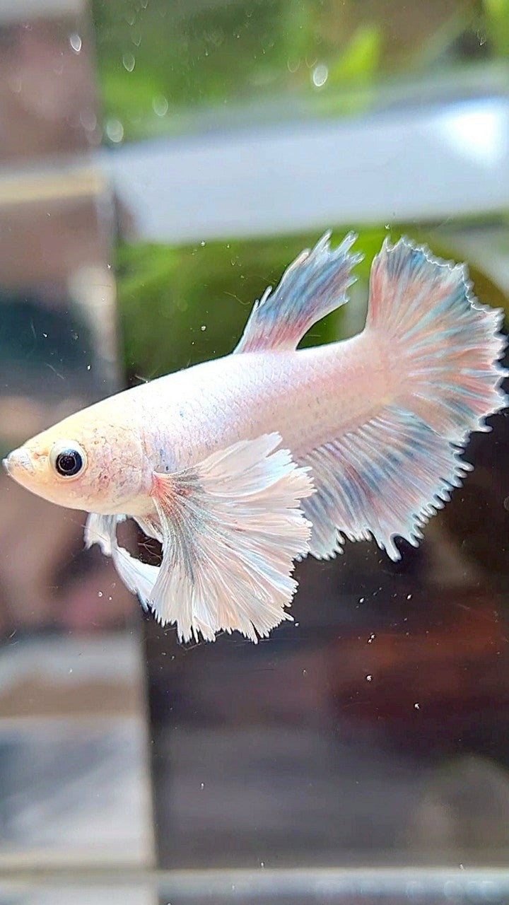 FEMALE HALFMOON SUPER DUMBO EAR WHITE GREY BETTA FISH