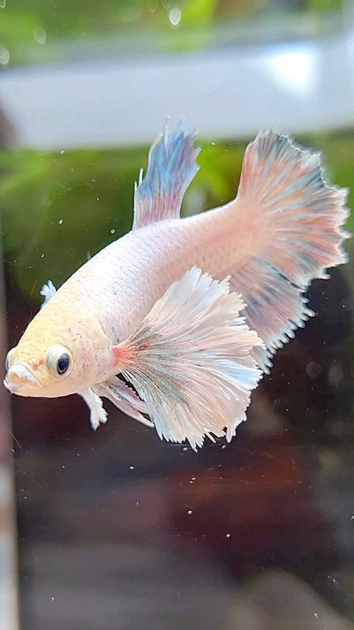 FEMALE HALFMOON SUPER DUMBO EAR WHITE GREY BETTA FISH
