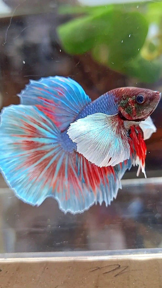 HALFMOON DUMBO EAR BLUE GREEN TURQUOISE BETTA FISH