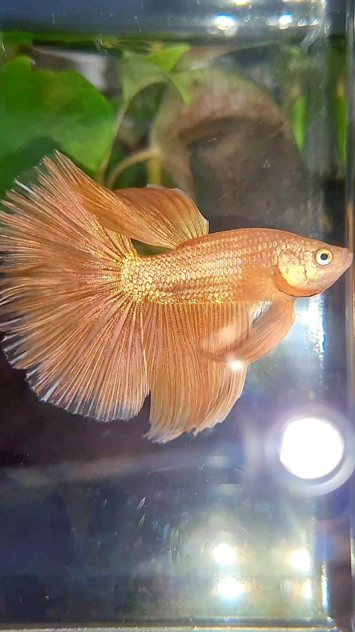 HALFMOON ROSETAIL SUPER GOLD BETTA FISH