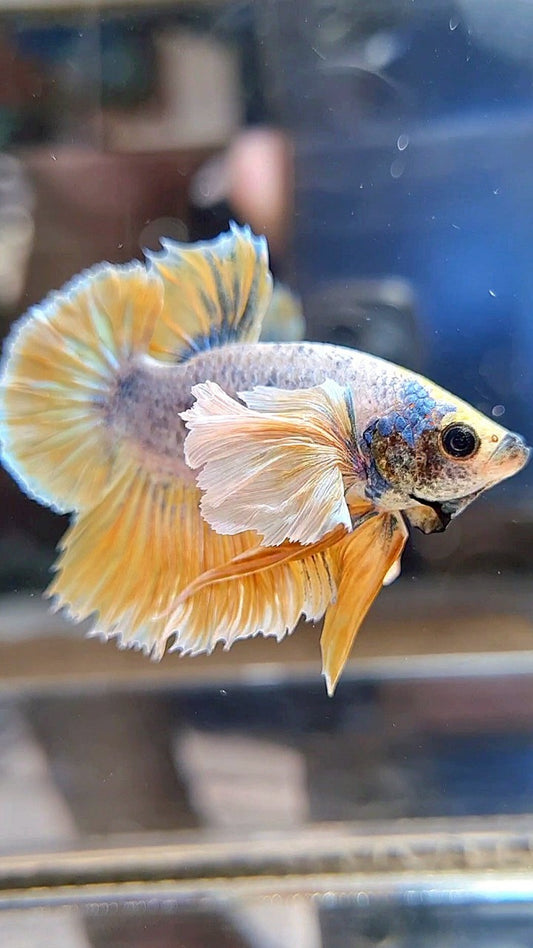 PLAKAT SUPER DUMBO EAR YELLOW BLUE MASCOT BETTA FISH