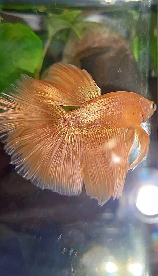 HALFMOON ROSETAIL SUPER GOLD BETTA FISH