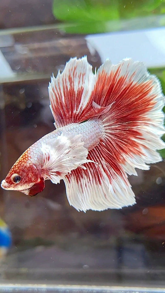 HALFMOON DUMBO EAR WHITE RED BUTTERFLY BETTA FISH