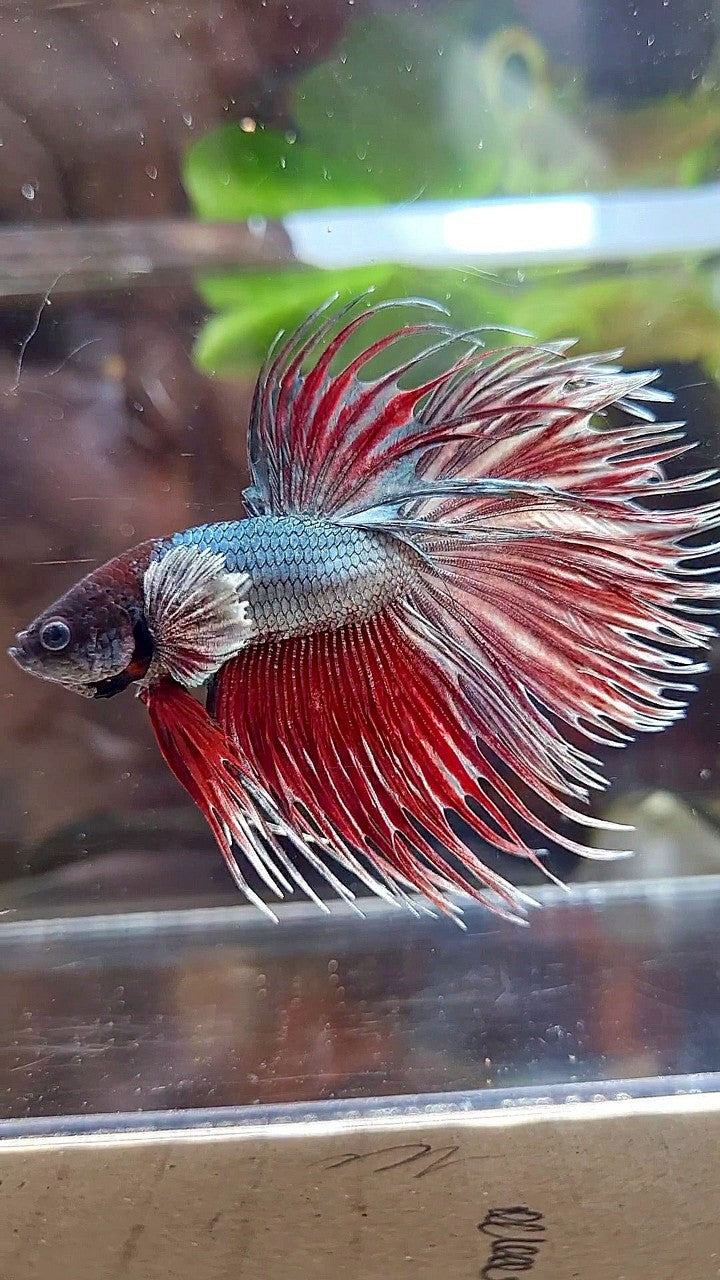 CROWNTAIL DUMBO EAR RED COPPER BETTA FISH