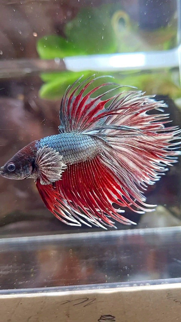 CROWNTAIL DUMBO EAR RED COPPER BETTA FISH