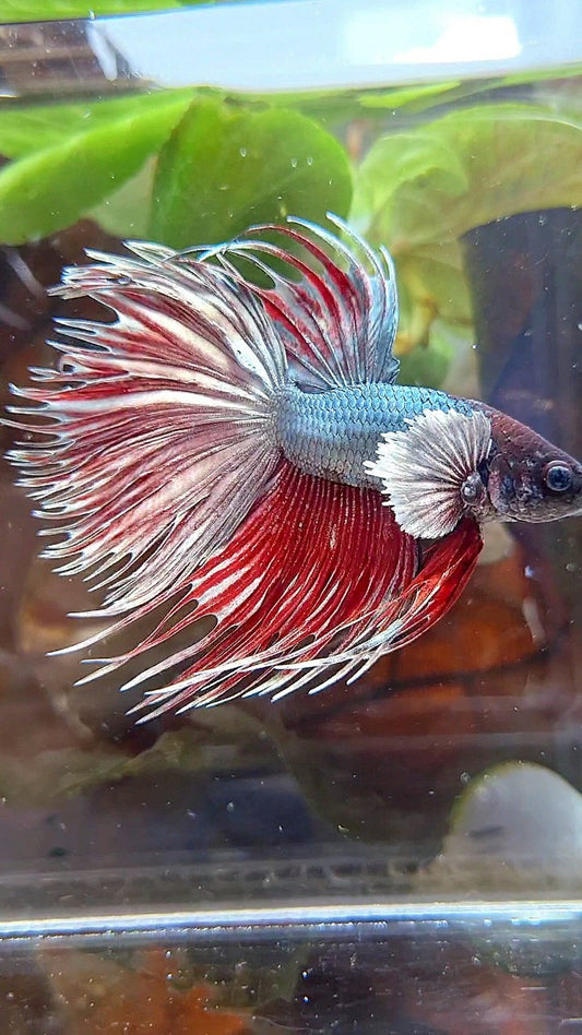 CROWNTAIL DUMBO EAR RED COPPER BETTA FISH