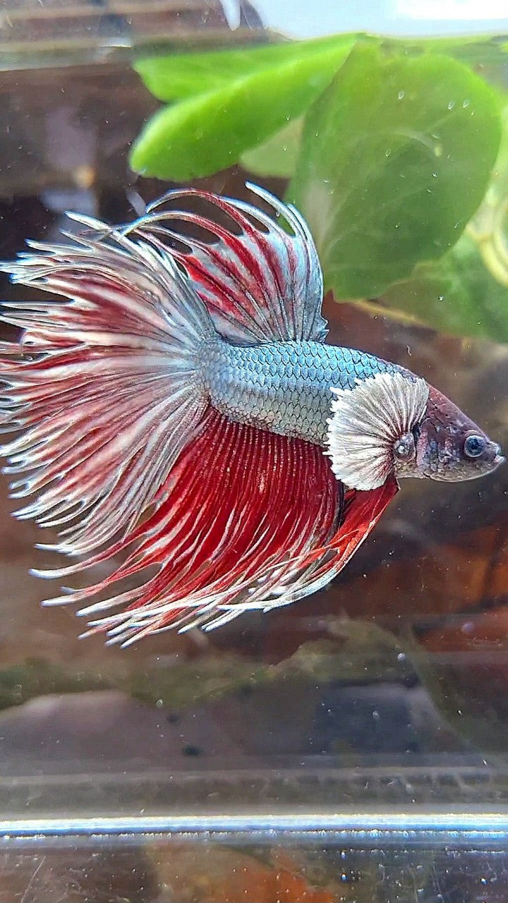 CROWNTAIL DUMBO EAR RED COPPER BETTA FISH