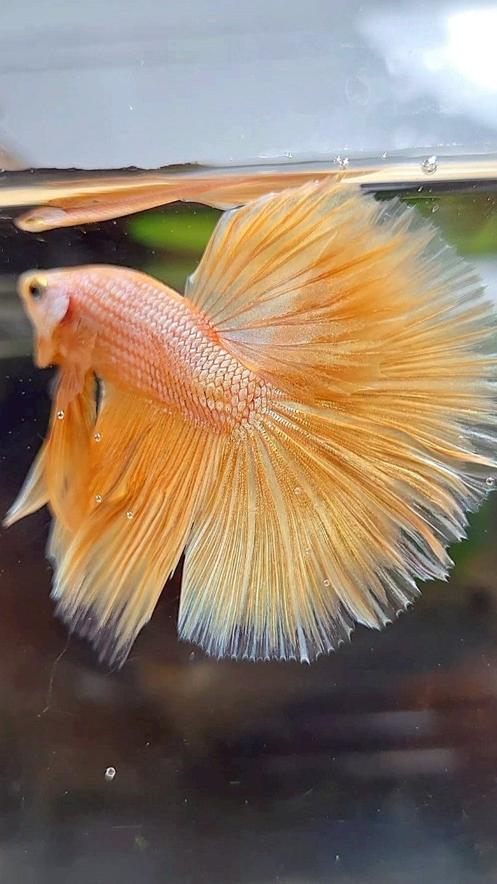 HALFMOON ROSETAIL SUPER GOLD BETTA FISH