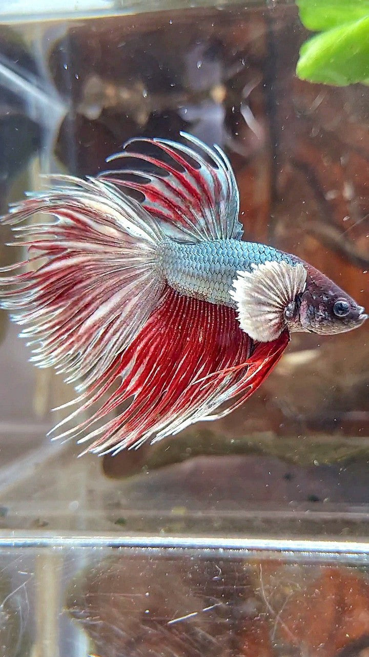 CROWNTAIL DUMBO EAR RED COPPER BETTA FISH