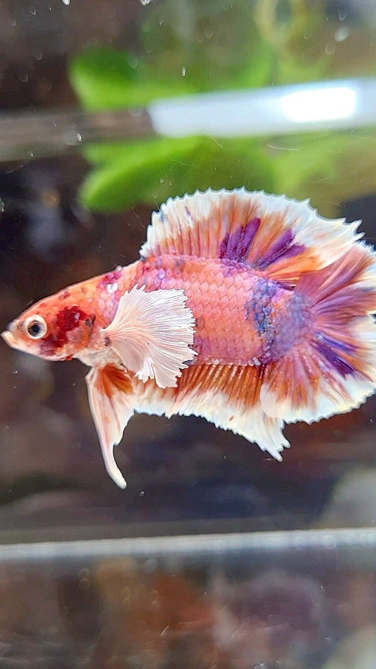 PLAKAT DUMBO EAR DOUBLE TAIL ORANGE PURPLE CANDY MULTICOLOR BETTA FISH