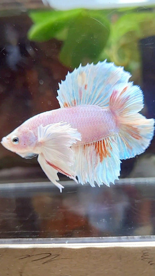 PLAKAT DUMBO EAR DOUBLE TAIL WHITE ORANGE WASH BETTA FISH